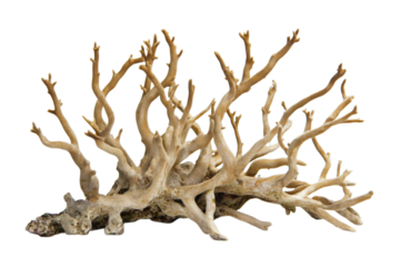 Stunning Coral Branch Specimen for Aquarium Decor