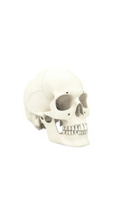 Obraz premium Realistic Human Skull Model for Educational and Artistic Purposes