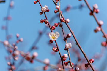 青空に咲く梅の花