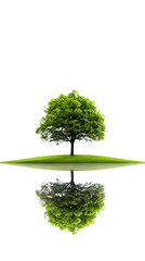 Lush Green Tree with Reflection on Calm Surface of Water