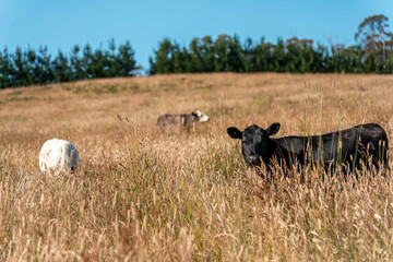 beef cows and cattle grazing on sustainable managed grasses on a farm holding microorganisms...