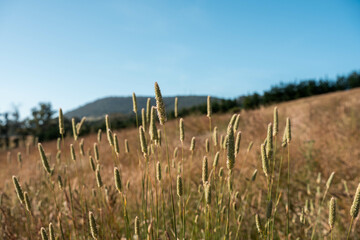 growing beef cows and cattle grazing on sustainable managed grasses on a farm holding...