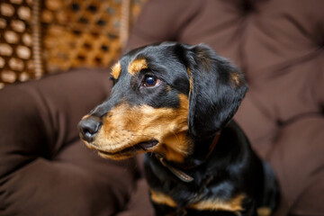 An adorable Black and Tan dog is comfortably relaxing on a warm brown couch, showcasing its charming personality and cute expression while embodying the essence of furry companionship at home