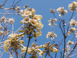 春の青空とキリの淡い黄色の花03