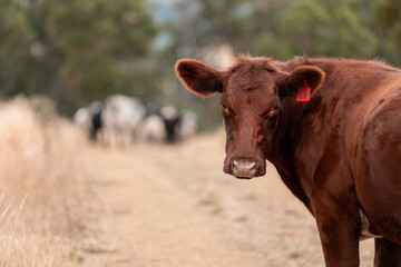 growing beef cows and cattle grazing on sustainable managed grasses on a farm. sustainable beef...