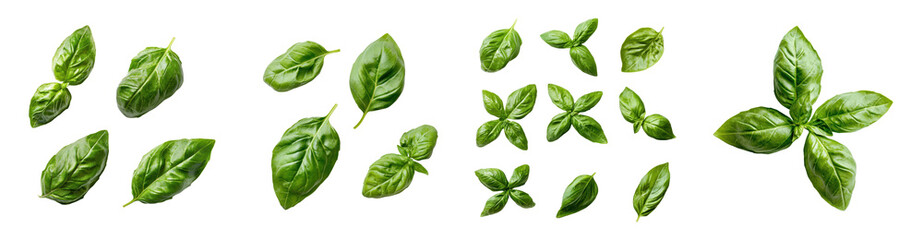 Fresh green basil leaves collection isolated transparent background perfect for culinary and herbal designs