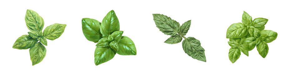 Fototapeta premium Fresh Basil Leaves Collection Culinary Herb Close Up Shots for Recipes and Food Blogs