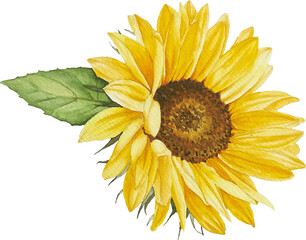 한여름 만개한 노랑 해바라기 수채화 손그림