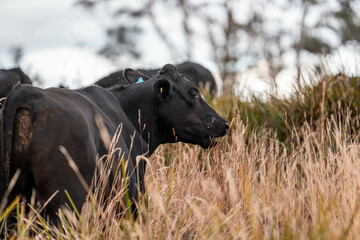 beef cows and cattle grazing on sustainable managed grasses on a farm holding microorganisms...