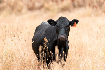 growing beef cows and cattle grazing on sustainable managed grasses on a farm holding...
