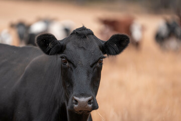 growing beef cows and cattle grazing on sustainable managed grasses on a farm. sustainable beef...