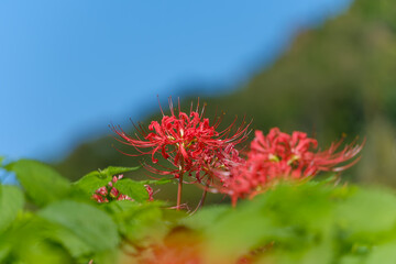 彼岸花と青空のコントラスト