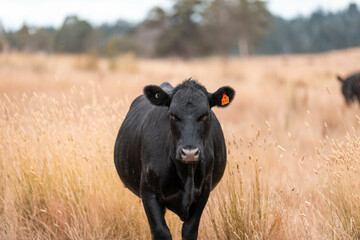 beef cows and cattle grazing on sustainable managed grasses on a farm holding microorganisms storing carbon sustainable regenerative