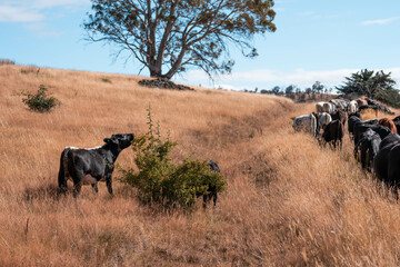 Growing beef cows and cattle grazing on sustainable managed grasses on a farm
