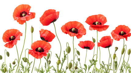 Fototapeta premium Vivid Red Poppy Flowers Standing Out on Transparent Background - Floral Elegance and Isolation