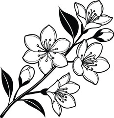 Jasmine flower vector illustration