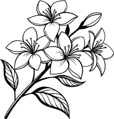 Jasmine flower vector illustration