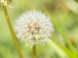 春の野原　タンポポの綿毛07