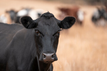 growing beef cows and cattle grazing on sustainable managed grasses on a farm holding...