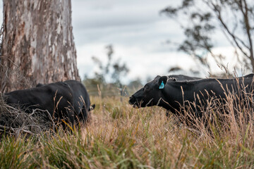growing beef cows and cattle grazing on sustainable managed grasses on a farm. sustainable beef...