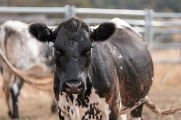 growing beef cows and cattle grazing on sustainable managed grasses on a farm holding...