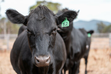 growing beef cows and cattle grazing on sustainable managed grasses on a farm. sustainable beef regenerative food farm