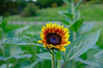 緑の中に咲くヒマワリ
