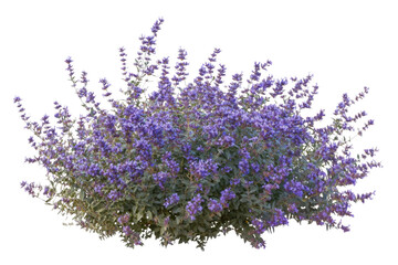 Fototapeta premium Stunning Purple Flowers in Full Bloom