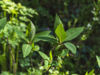 森の中に日が差し輝く野草や新芽達04