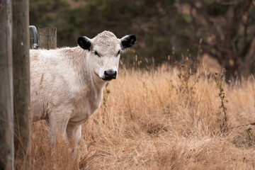 growing beef cows and cattle grazing on sustainable managed grasses on a farm holding microorganisms storing carbon sustainable regenerative food farm in a field on an agricultural farm in australia