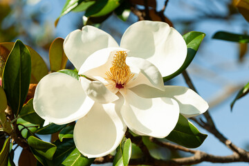 Obraz premium 大輪のタイサンボクの花