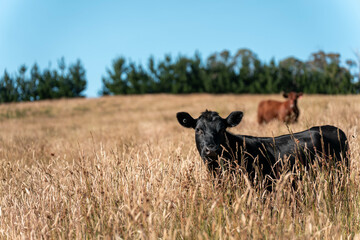 growing beef cows and cattle grazing on sustainable managed grasses on a farm holding...
