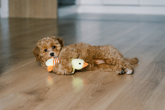 Cute Maltipoo puppy lying on the floor, playfully chewing a plush toy. The small, fluffy dog has curly apricot fur and big, expressive eyes. A cozy indoor scene with a modern kitchen in the background