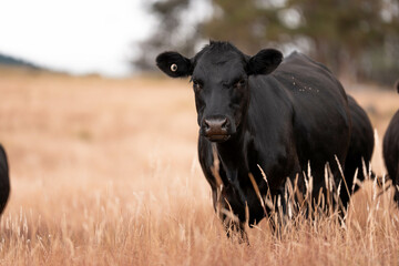growing beef cows and cattle grazing on sustainable managed grasses on a farm holding...