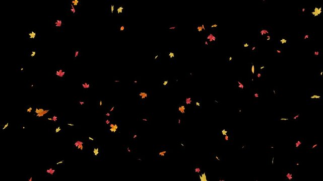 Beautifully animated maple leaves drift and swirl gently downwards on transparent alpha, perfect for autumn scenes and calm seasonal designs.