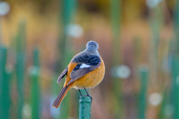 ジョウビタキの後ろ姿