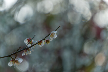 夕暮れに咲く白梅の花