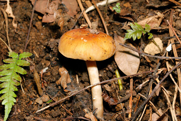 湿潤な雑木林の中に茶色いウラムラサキシメジ茸全体像（単体・自然光+ストロボマクロ接写）