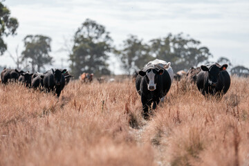 growing beef cows and cattle grazing on sustainable managed grasses on a farm holding...
