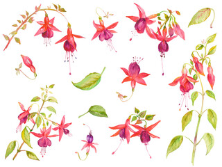  Watercolor fuchsia flower, isolated on transparent background, fuchsia branch
