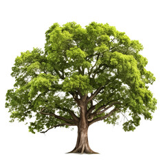 Obraz premium tree isolated on white background