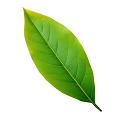 Obraz premium green leaf isolated on white