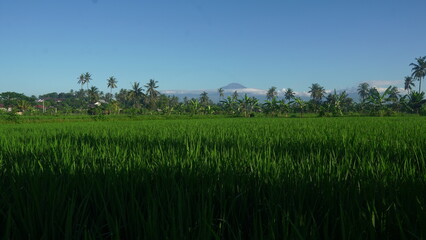 Fototapeta premium Lombok Indonesia, Lush Rice Paddy Field with Tropical Mountain View