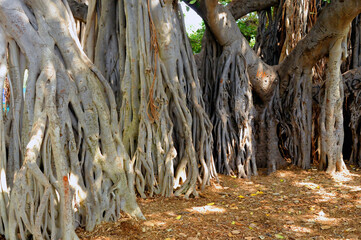 Banyan Tree