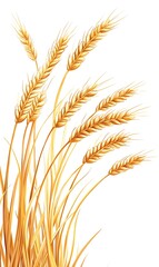 Fototapeta premium wheat in a field