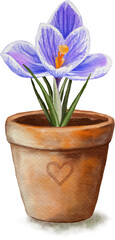 Watercolor illustration of crocus in a pot, spring flower, png