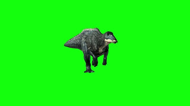 Shantungosaurus Dinosaur Run Front Angle Green Screen
