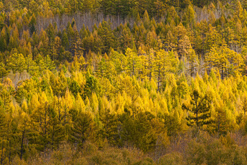 Autumn in inner Mongolia province China; boreal forest with Larch and Birch trees in yellow autumn colors
