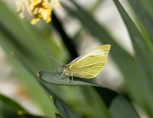 Macro. Large white butterfly on leaf