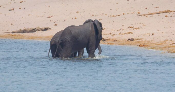 African elephants (Loxodonta africana) trying to mate on the bank of the Kwando river, Bwabwata national park Namibia